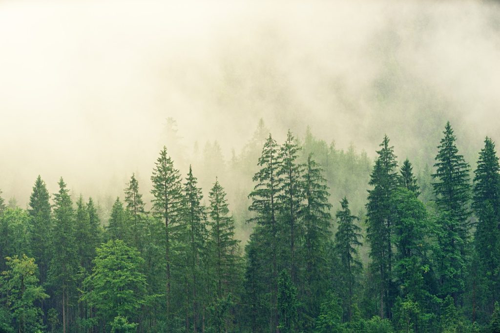 forest, trees, fog