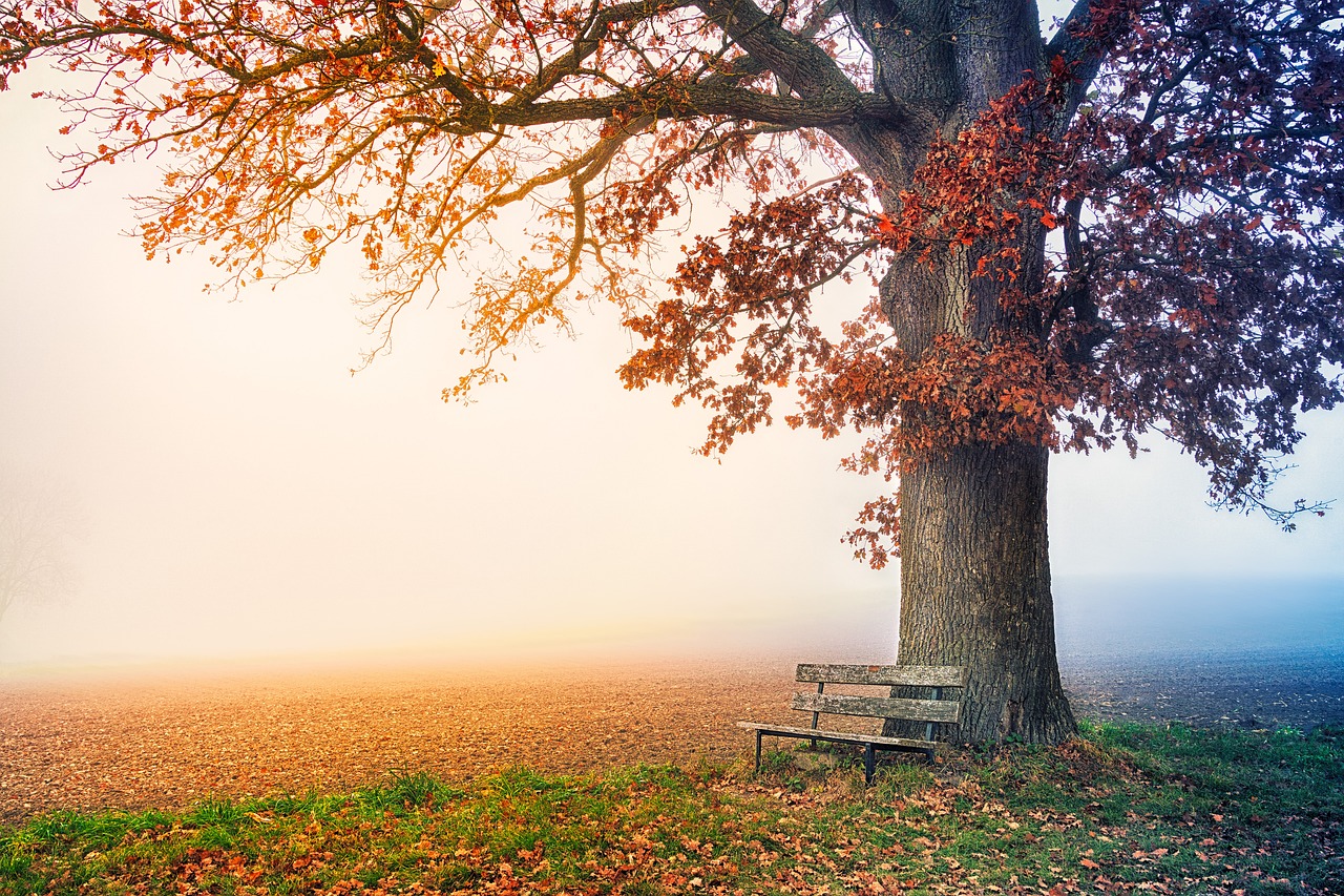 tree, beautiful nature, park bench