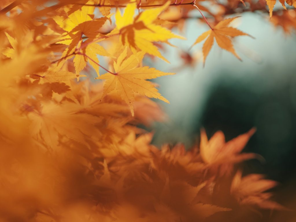 A blurry photo of a tree with yellow leaves