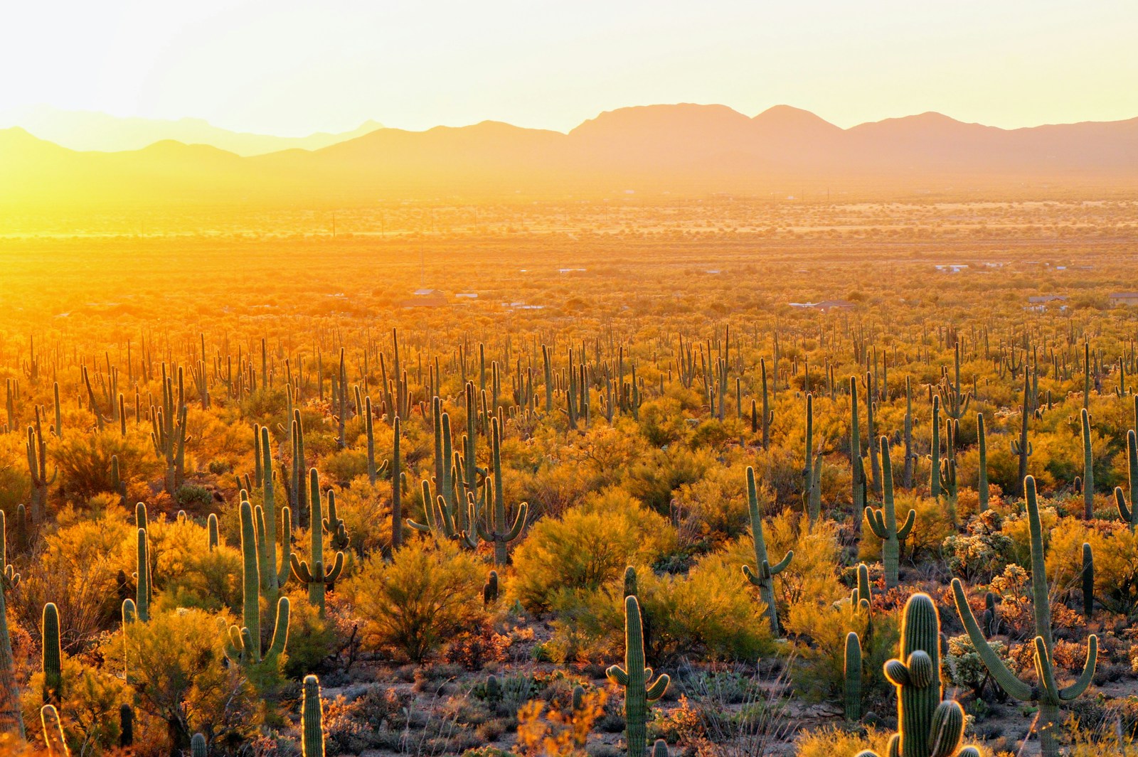 The sun is setting over the desert with many cacti