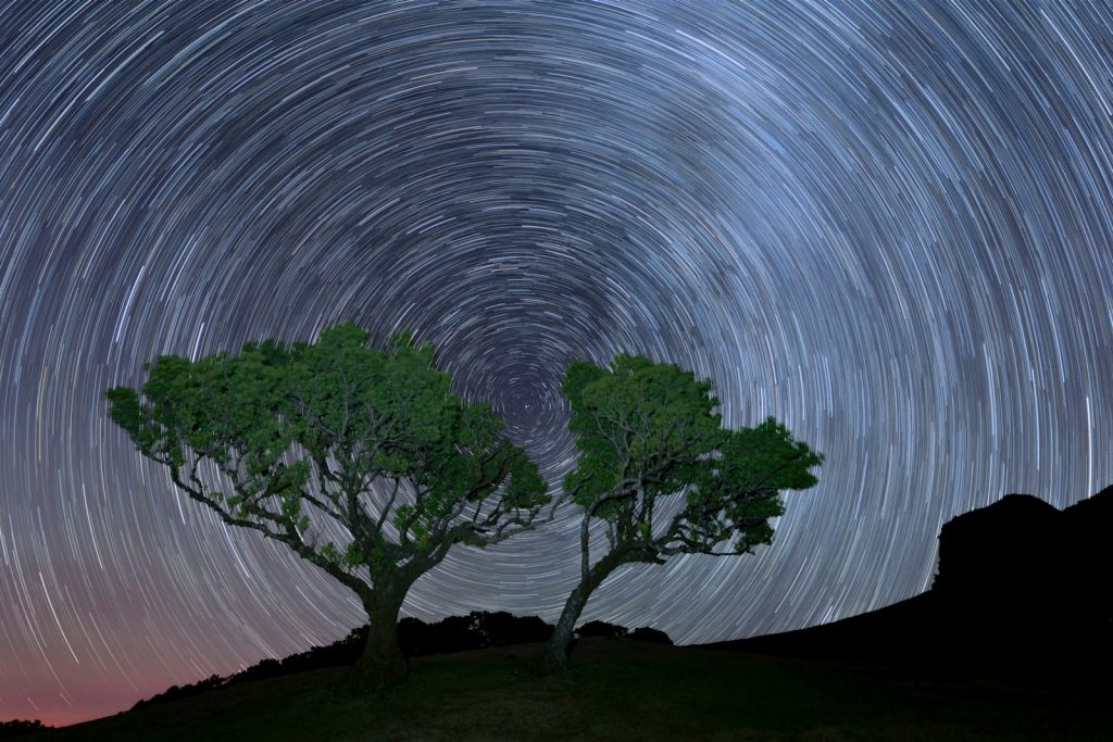 A star filled sky with a couple of trees in the foreground